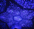 Scientific Projection Lamp LED Highlighting Romantic Four Seasons Star Projector null